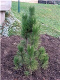 Pinus nigra fastigiata